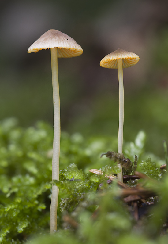 Mycena aurantiomarginata